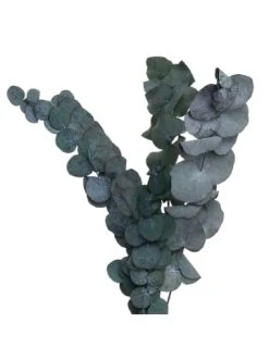 Angebote ❤️ Dekoration Butlers 2x Trockenblumen Eukalyptus Länge 60cm FLOWER MARKET In Grün Günstig Kaufen 🌟 -BUTLERS Verkäufe butlers 2x trockenblumen eukalyptus lange 60cm flower market in grun 2