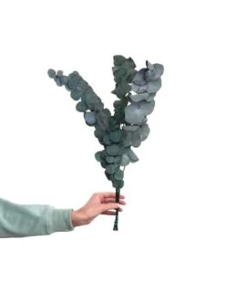 Angebote ❤️ Dekoration Butlers 2x Trockenblumen Eukalyptus Länge 60cm FLOWER MARKET In Grün Günstig Kaufen 🌟