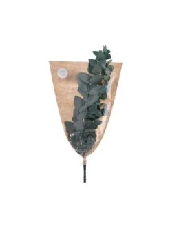 Angebote ❤️ Dekoration Butlers 2x Trockenblumen Eukalyptus Länge 60cm FLOWER MARKET In Grün Günstig Kaufen 🌟 -BUTLERS Verkäufe butlers 2x trockenblumen eukalyptus lange 60cm flower market in grun 3