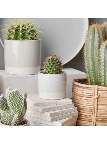 Budget 💯 Dekoration Butlers Blumentopf Ø 10 Cm EARLY SPRING In Grau Günstig Kaufen 🤩 4 Budget 💯 Dekoration Butlers Blumentopf Ø 10 Cm EARLY SPRING In Grau Günstig Kaufen 🤩 – Bild 2