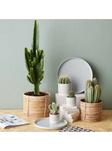 Budget 💯 Dekoration Butlers Blumentopf Ø 10 Cm EARLY SPRING In Grau Günstig Kaufen 🤩 6 Budget 💯 Dekoration Butlers Blumentopf Ø 10 Cm EARLY SPRING In Grau Günstig Kaufen 🤩 – Bild 4