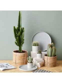 Beste Bewertungen von 🌟 Dekoration Butlers Blumentopf Ø 13,5 Cm EARLY SPRING In Grau Günstig Kaufen 👏 -BUTLERS Verkäufe butlers blumentopf o 13 5 cm early spring in grau 3