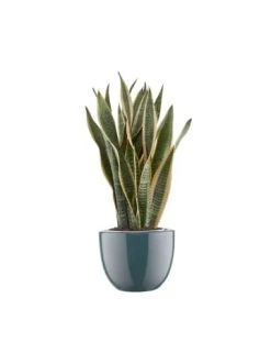 Bester Verkauf 🎉 Dekoration Butlers Blumentopf Ø24,5cm GLAZE In Blau Günstig Kaufen 😀 -BUTLERS Verkäufe butlers blumentopf o24 5cm glaze in blau 1