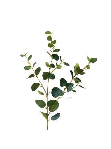 Besorgen 🎁 Dekoration Butlers Eukalyptuszweig Länge 70cm FLORISTA In Grün Günstig Kaufen 🎁 5 Besorgen 🎁 Dekoration Butlers Eukalyptuszweig Länge 70cm FLORISTA In Grün Günstig Kaufen 🎁 – Bild 3