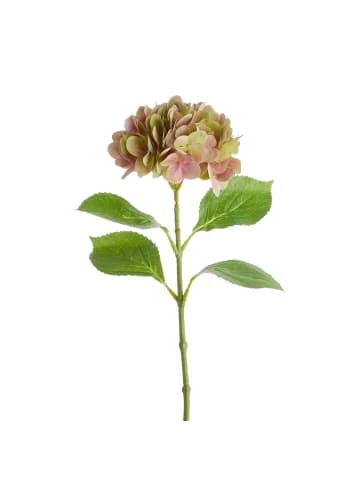 Blitzangebot 👏 Garten & Balkon Butlers Hortensie Länge 66cm FLORISTA In Pastellrot Günstig Kaufen 👏 4 Blitzangebot 👏 Garten & Balkon Butlers Hortensie Länge 66cm FLORISTA In Pastellrot Günstig Kaufen 👏 – Bild 2