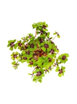 Bester Verkauf 👍 Dekoration Butlers Mini-Topf Glücksklee LUCKY LOOK In Grün Günstig Kaufen ⭐ -BUTLERS Verkäufe butlers mini topf glucksklee lucky look in grun 4