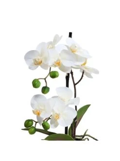 Billig ✨ Dekoration Butlers Orchidee Im Topf 35 Cm FLORISTA In Weiß Günstig Kaufen 😀 -BUTLERS Verkäufe butlers orchidee im topf 35 cm florista in weiss 1