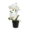 Billig ✨ Dekoration Butlers Orchidee Im Topf 35 Cm FLORISTA In Weiß Günstig Kaufen 😀 2 Billig ✨ Dekoration Butlers Orchidee Im Topf 35 Cm FLORISTA In Weiß Günstig Kaufen 😀 -BUTLERS Verkäufe butlers orchidee im topf 35 cm florista in weiss