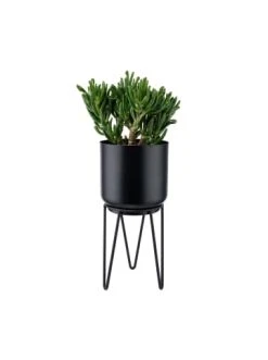 Blitzangebot ❤️ Dekoration Butlers Pflanztopf Mit Gestell Höhe 28cm PLANTA In Schwarz Günstig Kaufen 🎁 -BUTLERS Verkäufe butlers pflanztopf mit gestell hohe 28cm planta in schwarz 3