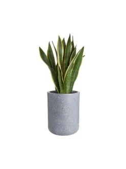 Billig 🔥 Dekoration Butlers Pflanztopf Outdoor Höhe 32cm CONCRETE In Grau Günstig Kaufen 🛒 -BUTLERS Verkäufe butlers pflanztopf outdoor hohe 32cm concrete in grau 2