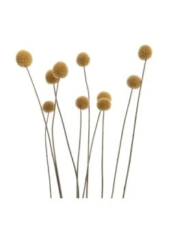 Budget 🔥 Dekoration Butlers Trockenblumen Blumenstrauß FLOWER MARKET In Grün Günstig Kaufen 💯 11 Budget 🔥 Dekoration Butlers Trockenblumen Blumenstrauß FLOWER MARKET In Grün Günstig Kaufen 💯 -BUTLERS Verkäufe butlers trockenblumen blumenstrauss flower market in grun 3