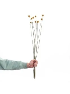 Schlussverkauf 😉 Dekoration Butlers Trockenblumen Craspedia Länge 70cm FLOWER MARKET In Gelb Günstig Kaufen 👍