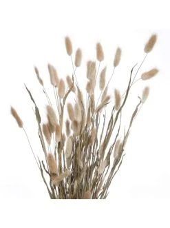 Blitzangebot 😍 Dekoration Butlers Trockenblumen Lagurusgras Länge 70cm FLOWER MARKET In Natur Günstig Kaufen ✨ -BUTLERS Verkäufe butlers trockenblumen lagurusgras lange 70cm flower market in natur 1