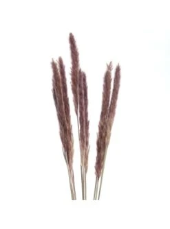Beste Bewertungen von 🧨 Dekoration Butlers Trockenblumen Pampasgras Länge 70cm FLOWER MARKET In Natur Günstig Kaufen ⭐ -BUTLERS Verkäufe butlers trockenblumen pampasgras lange 70cm flower market in natur 3