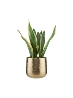 Beste Bewertungen von ✨ Dekoration Butlers Übertopf Ø16cm PLANTA In Gold Günstig Kaufen ❤️ -BUTLERS Verkäufe butlers ubertopf o16cm planta in gold 1