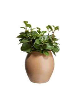 Billig ✔️ Dekoration Butlers Vase/Blumentopf Höhe 29cm TUSCANY In Braun Günstig Kaufen 🤩 12 Billig ✔️ Dekoration Butlers Vase/Blumentopf Höhe 29cm TUSCANY In Braun Günstig Kaufen 🤩 -BUTLERS Verkäufe butlers vase blumentopf hohe 29cm tuscany in braun 2