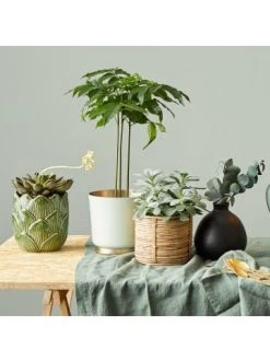 Beste Bewertungen von ✔️ Dekoration Butlers Vase Höhe 16cm MIO In Schwarz Günstig Kaufen 💯 -BUTLERS Verkäufe butlers vase hohe 16cm mio in schwarz 4